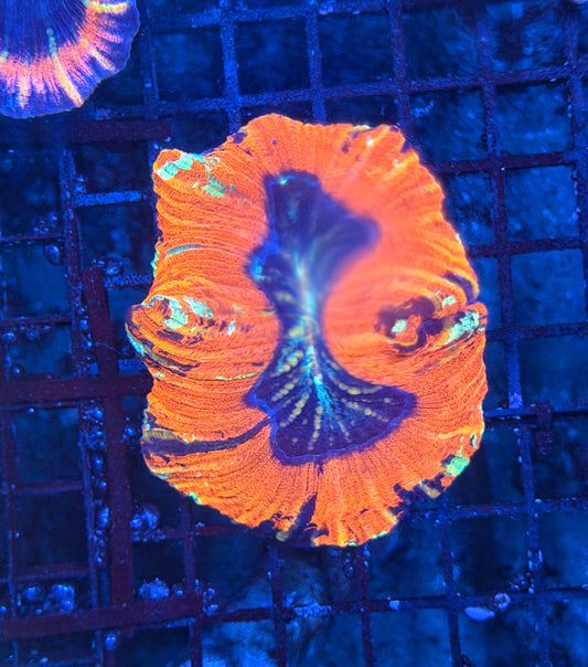 Rainbow trachy