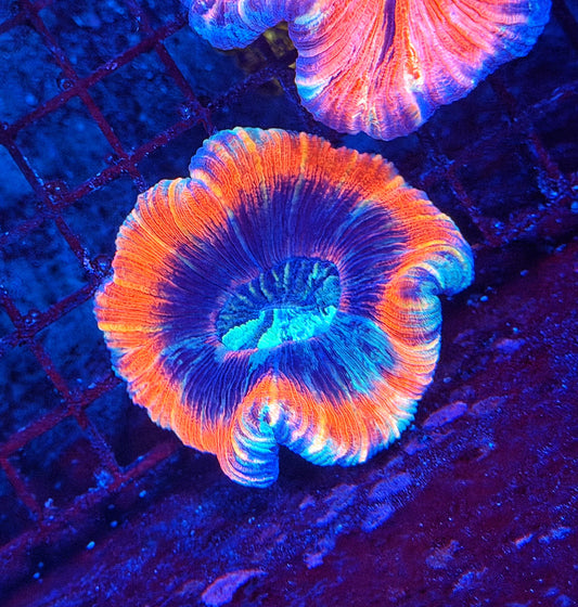 Rainbow trachy