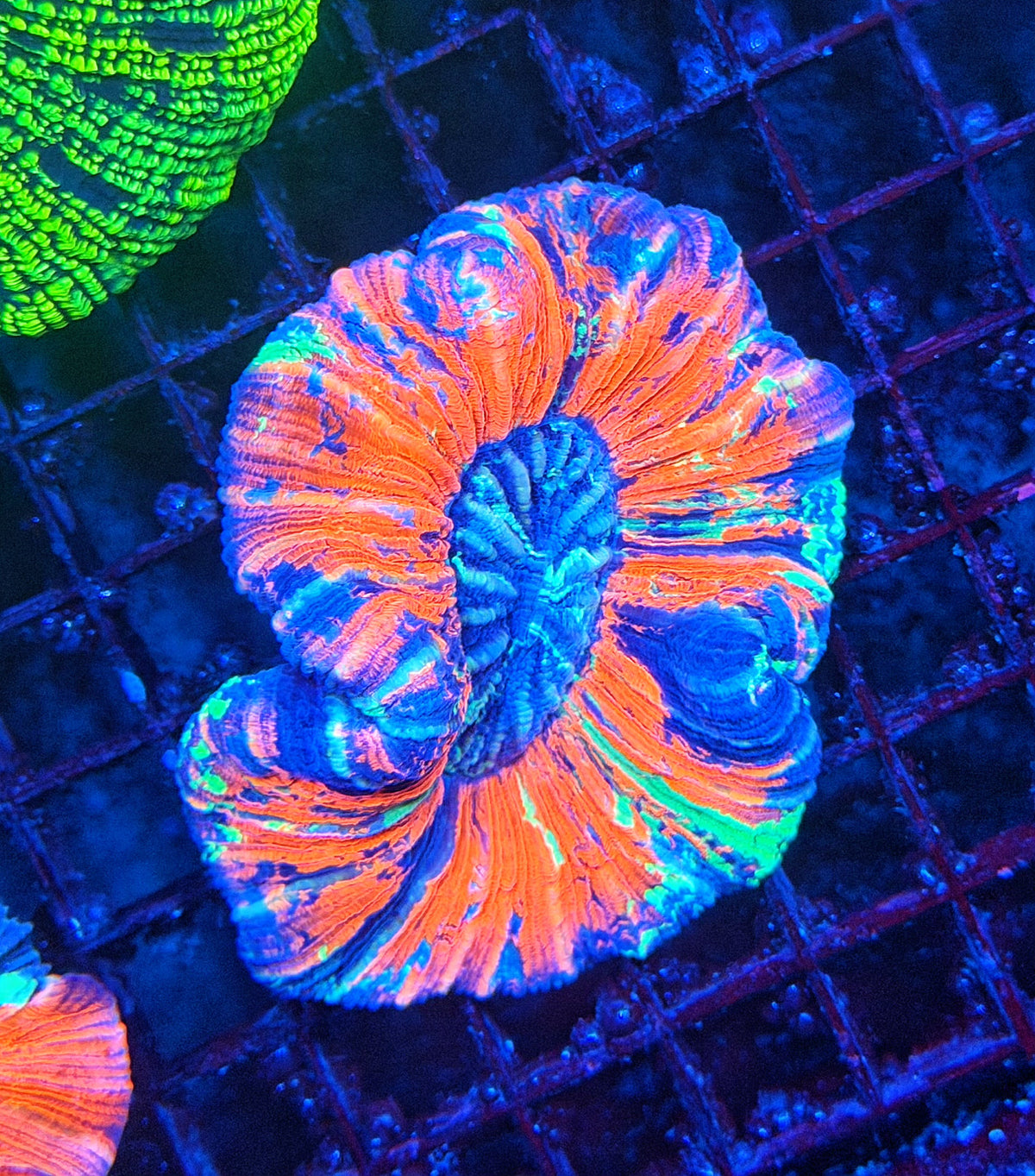 Rainbow trachy
