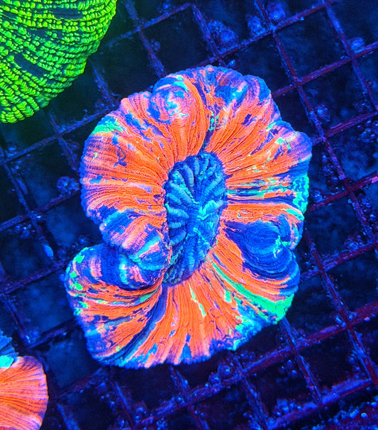 Rainbow trachy