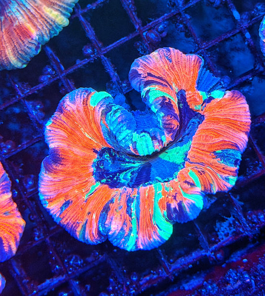 Rainbow trachy