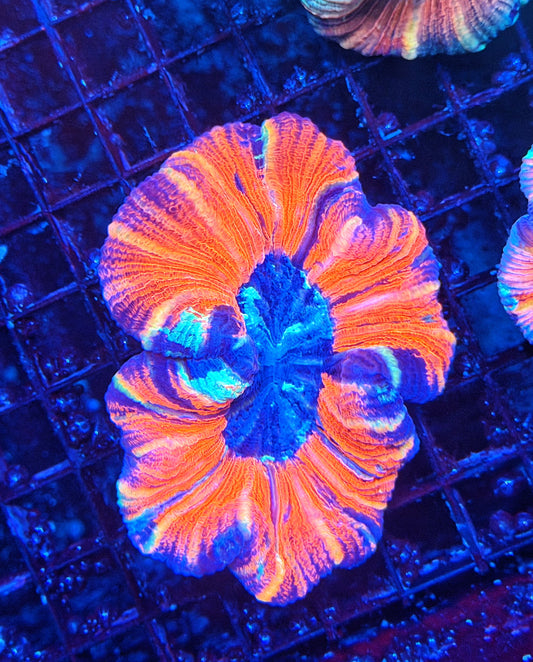 Rainbow trachy