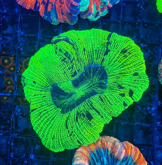 Rainbow trachy
