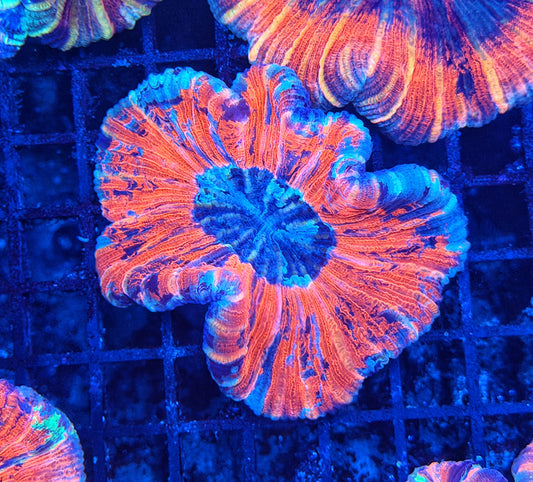Rainbow trachy