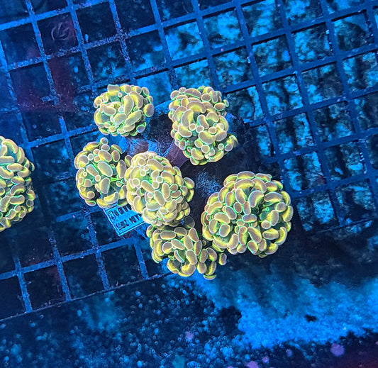 KDR rainbow hologram colony