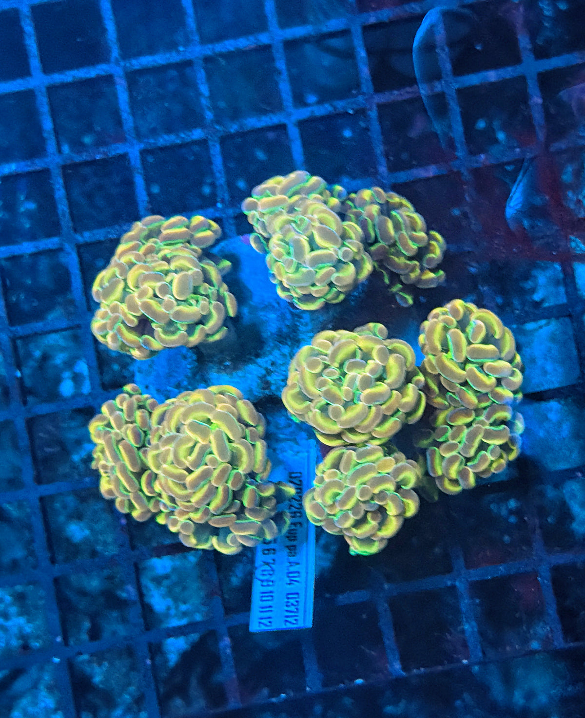 KDR rainbow hologram colony