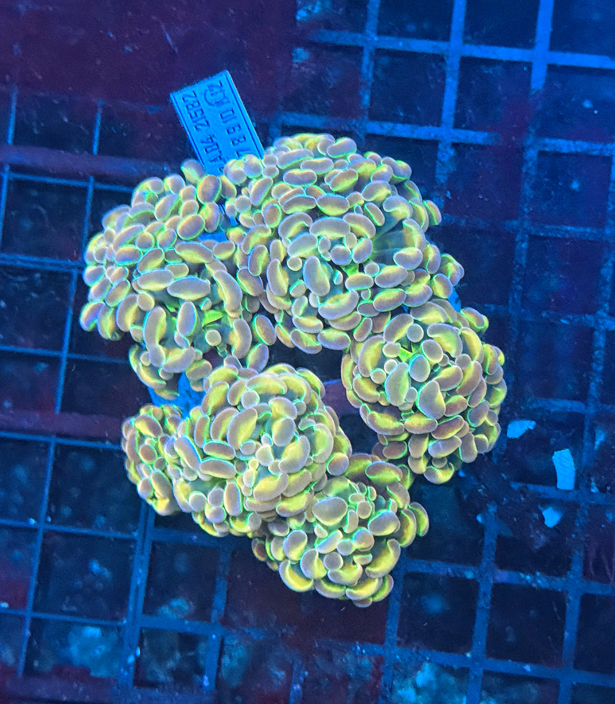 KDR rainbow hologram colony