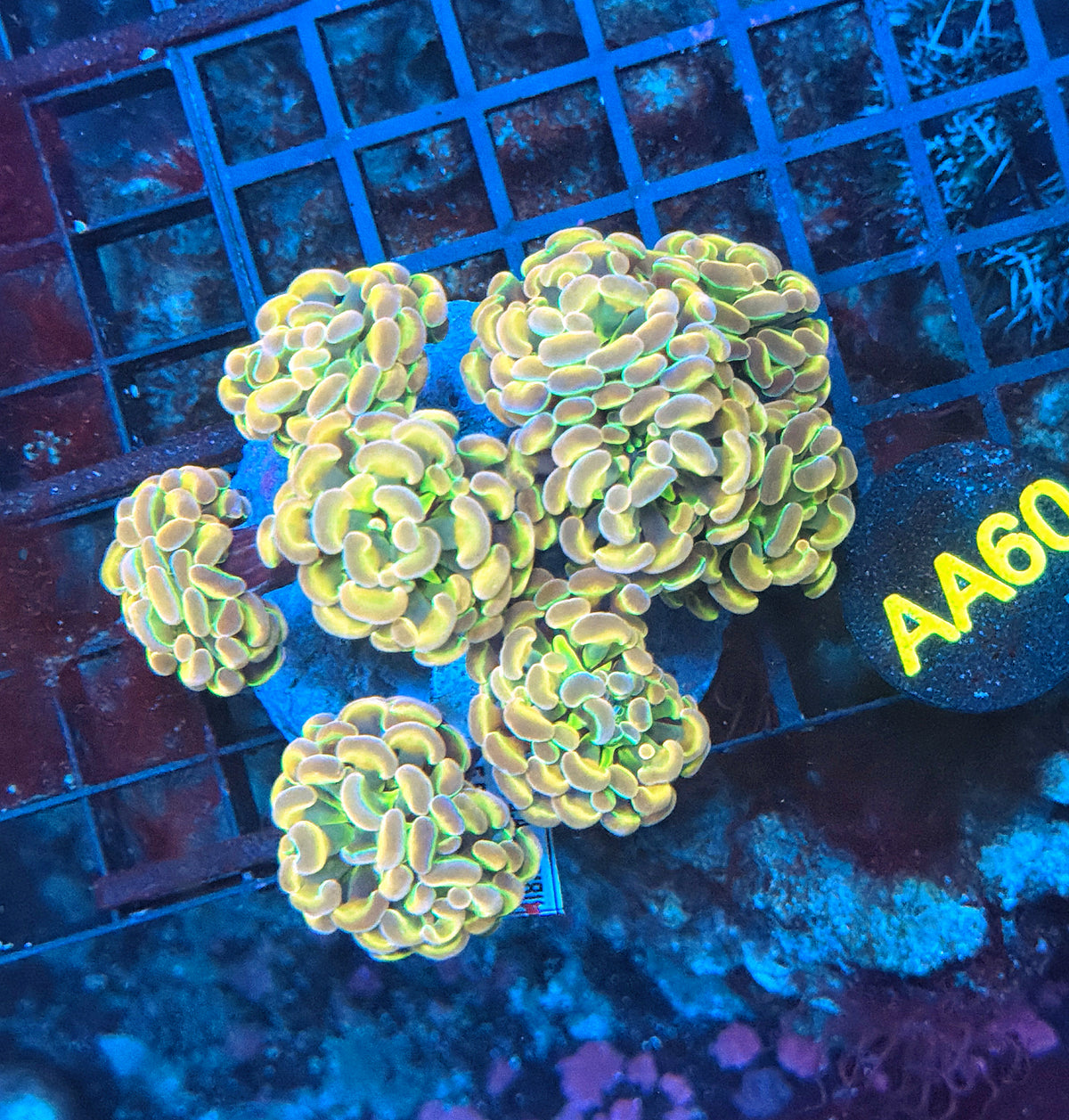 KDR rainbow hologram colony