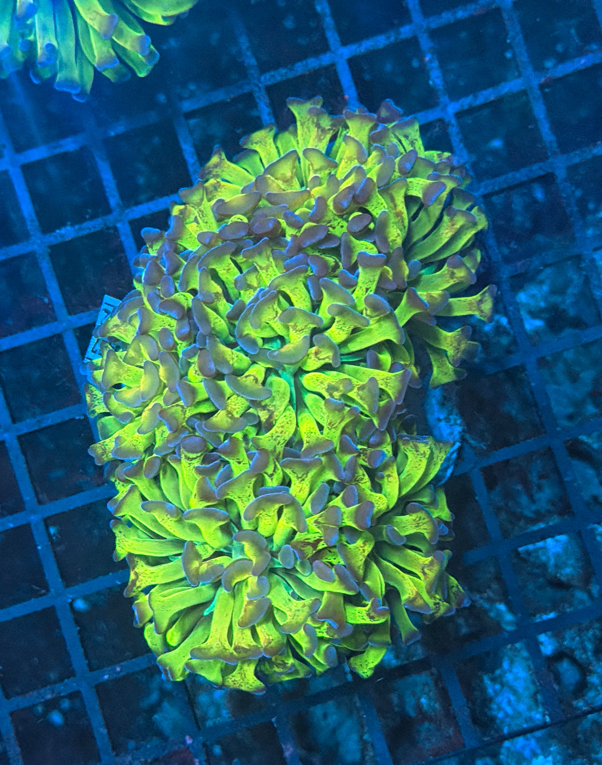 Old school hammer colony
