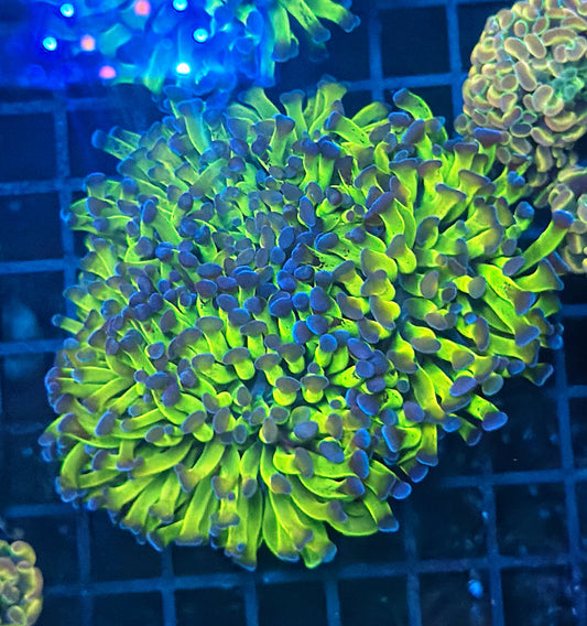 Old school hammer colony