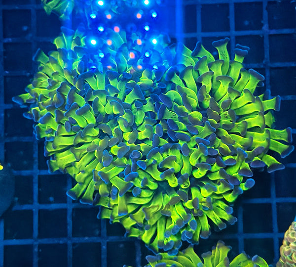 Old school hammer colony