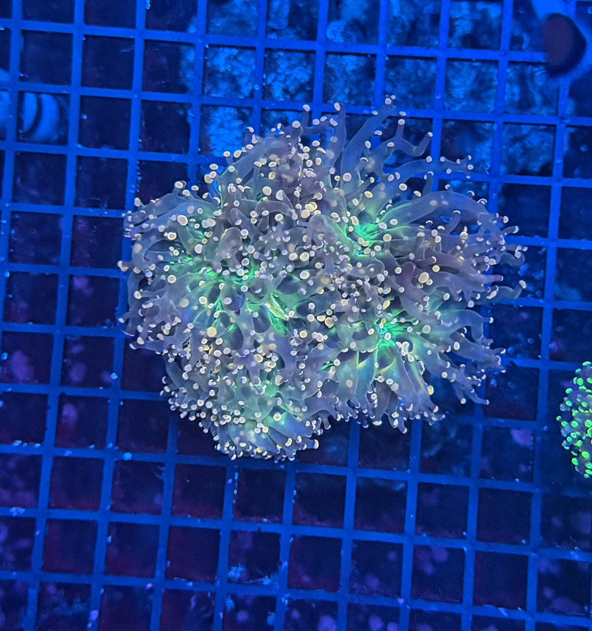 Rainbow frogspawn small