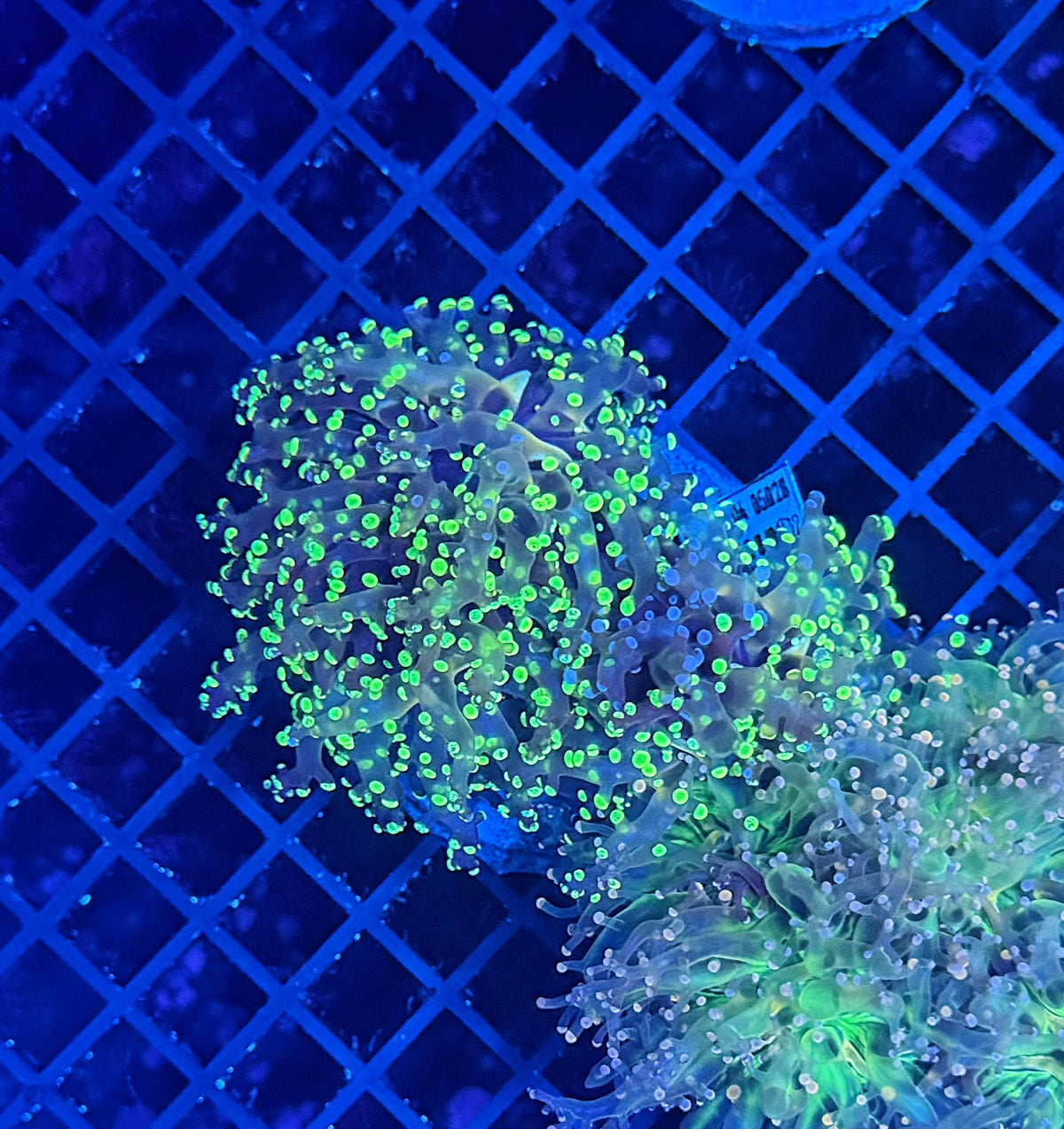 Rainbow frogspawn small Graft