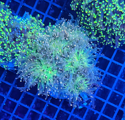Rainbow frogspawn