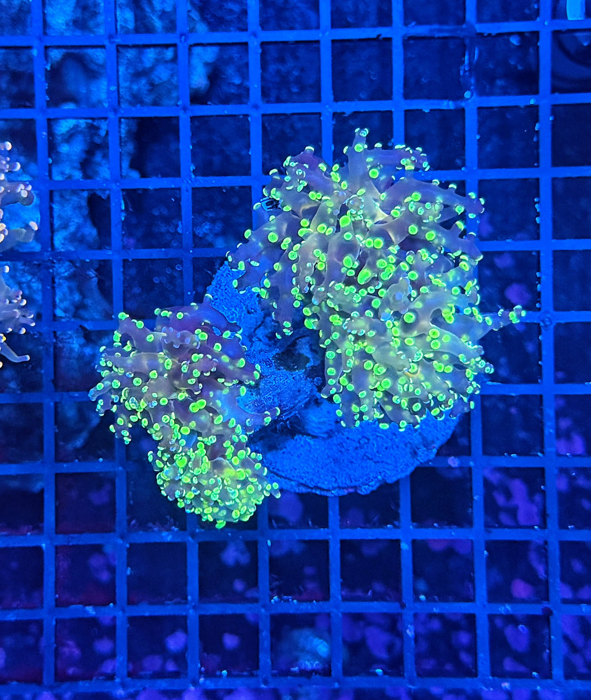 Rainbow frogspawn small Graft