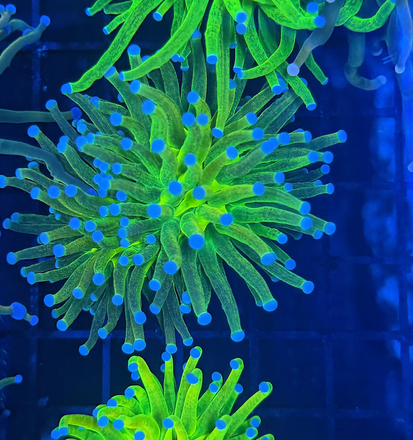 Reverse Glitter OG HG L