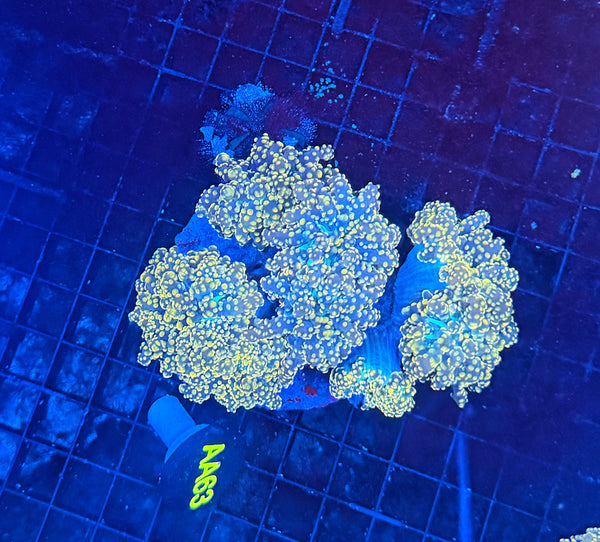 Rainbow frogspawn