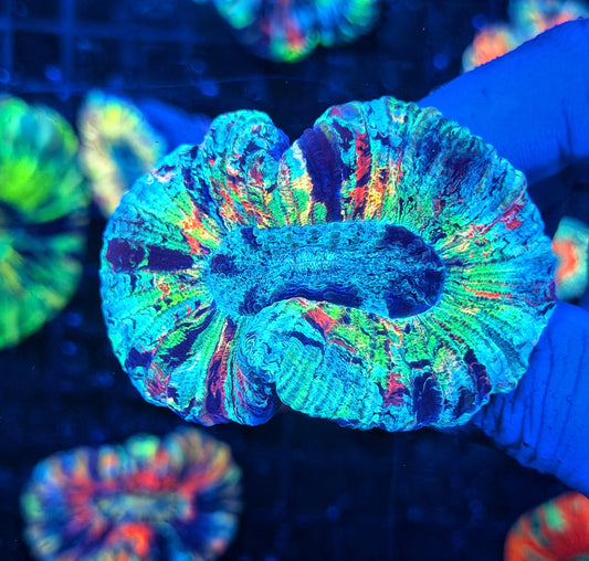 SP ultra rainbow trachy