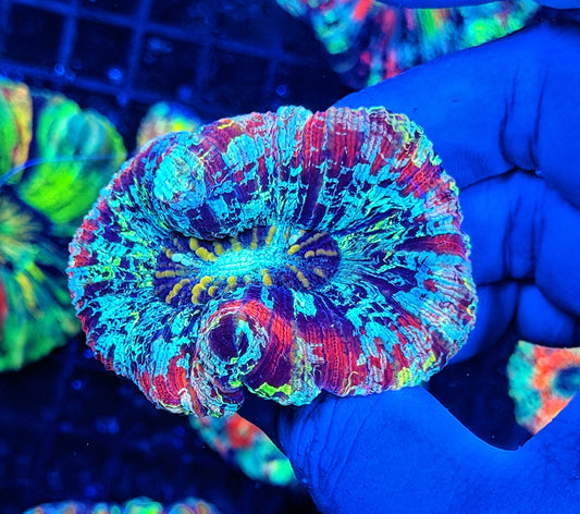 SP ultra rainbow trachy