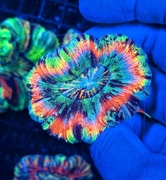SP ultra rainbow trachy