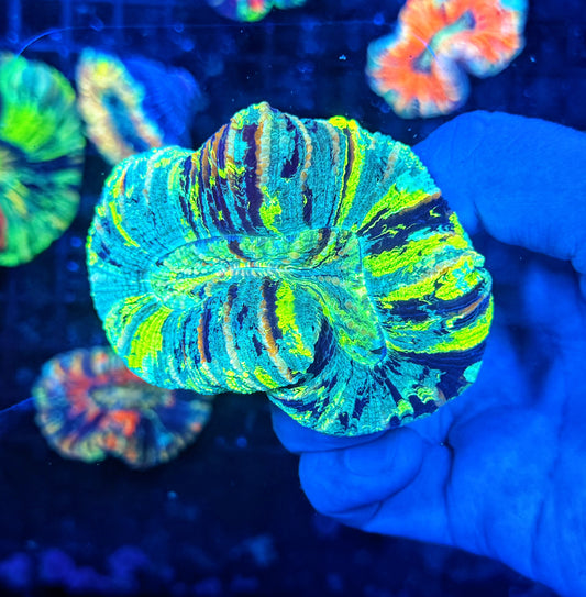 SP ultra rainbow trachy