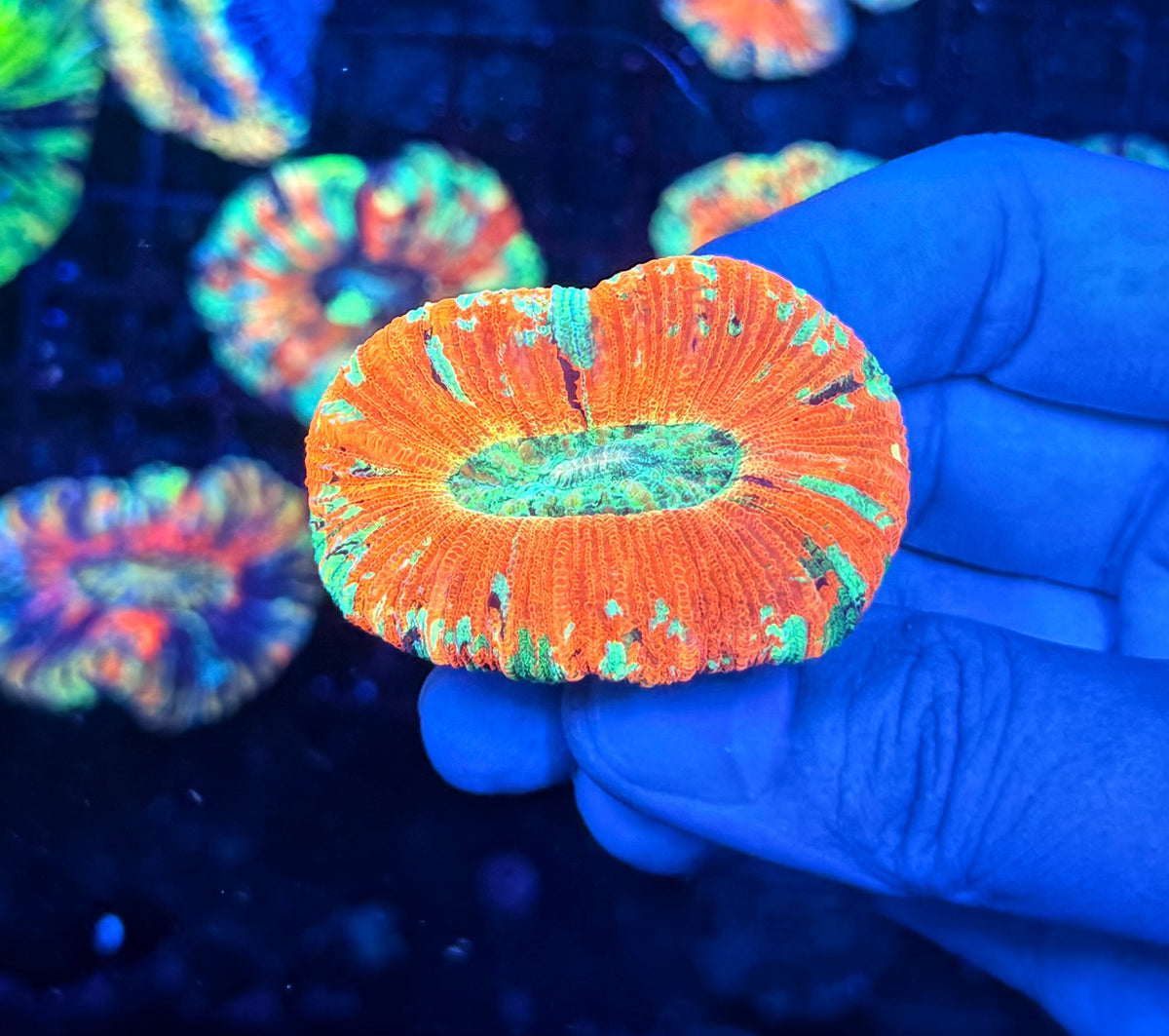SP ultra rainbow trachy