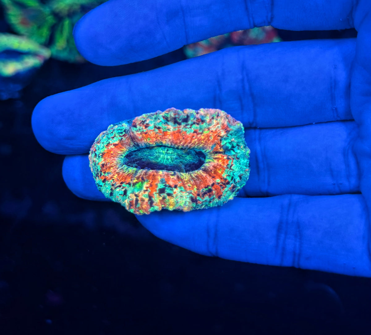 SP ultra rainbow trachy