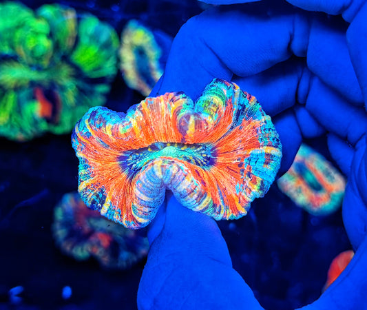SP ultra rainbow trachy