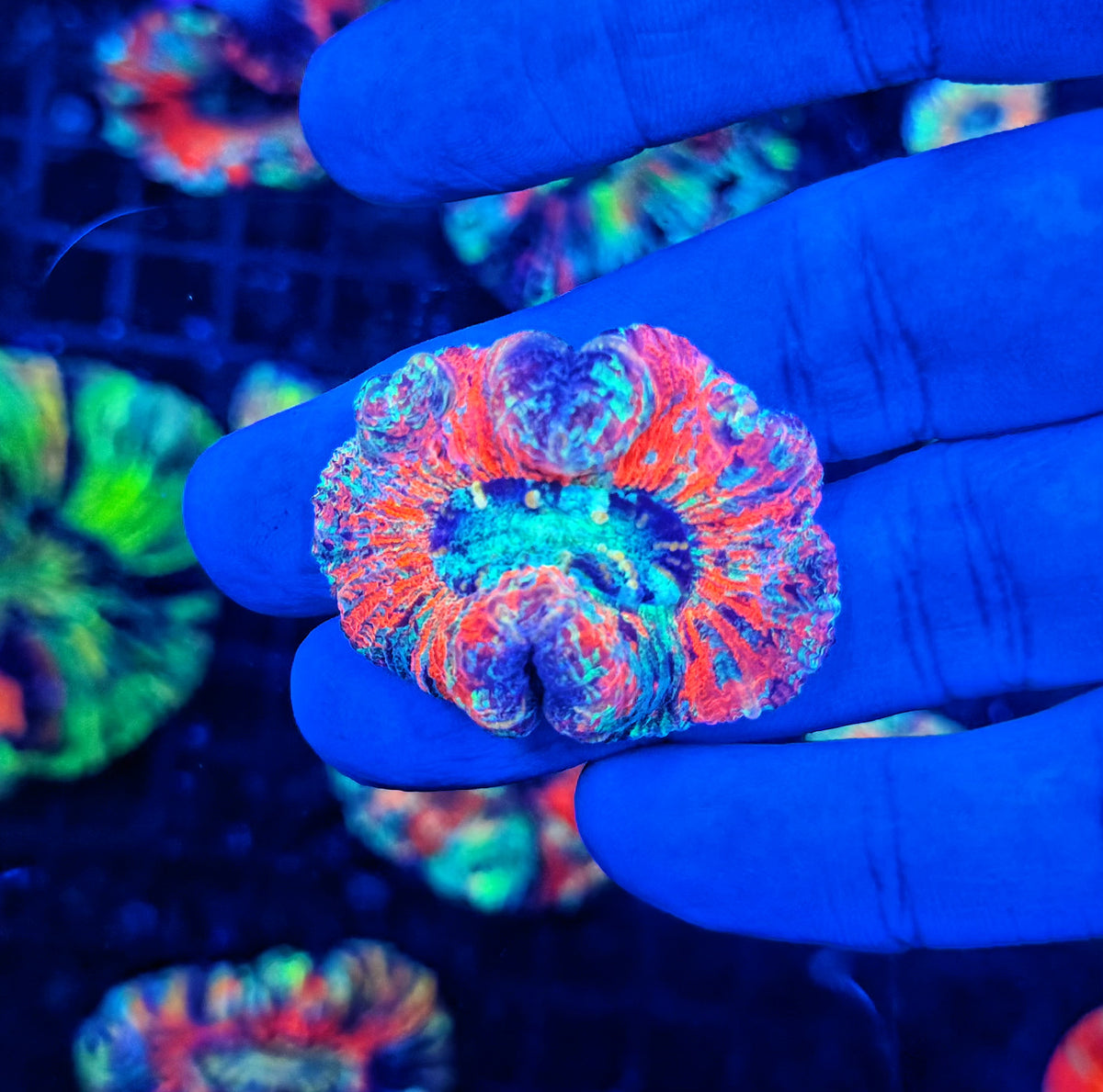 SP ultra rainbow trachy