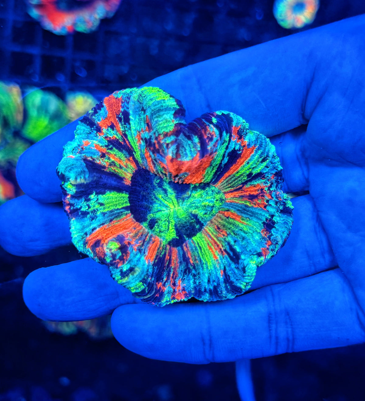 SP ultra rainbow trachy