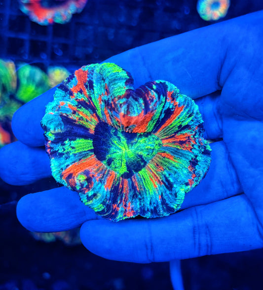 SP ultra rainbow trachy