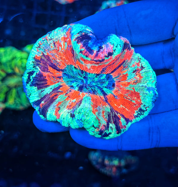SP ultra rainbow trachy