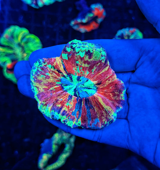 SP ultra rainbow trachy