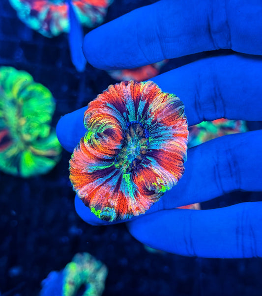 SP ultra rainbow trachy