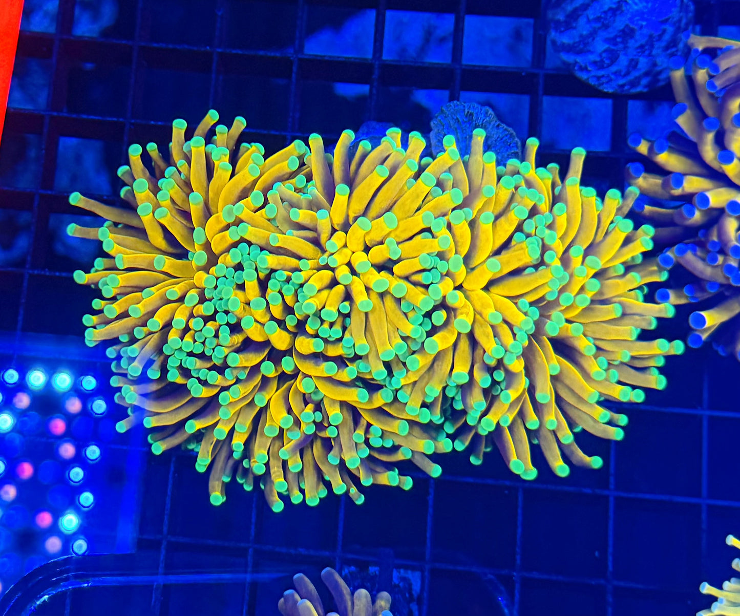 Banana XL (may not be able to frag singles)