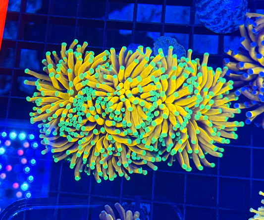 Banana XL (may not be able to frag singles)