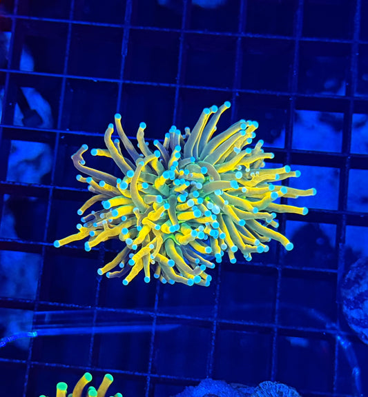 Malay hg large
