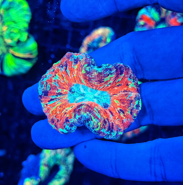 SP ultra rainbow trachy