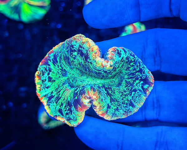 SP ultra rainbow trachy