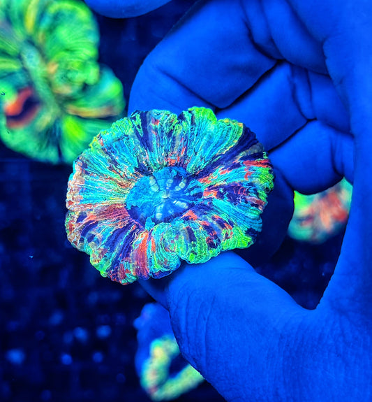SP ultra rainbow trachy