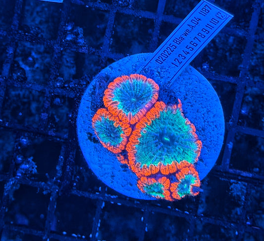 Rainbow blasto