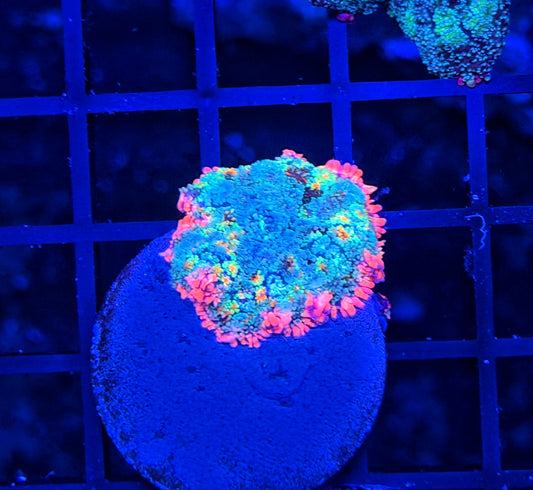 Rainbow Frankie