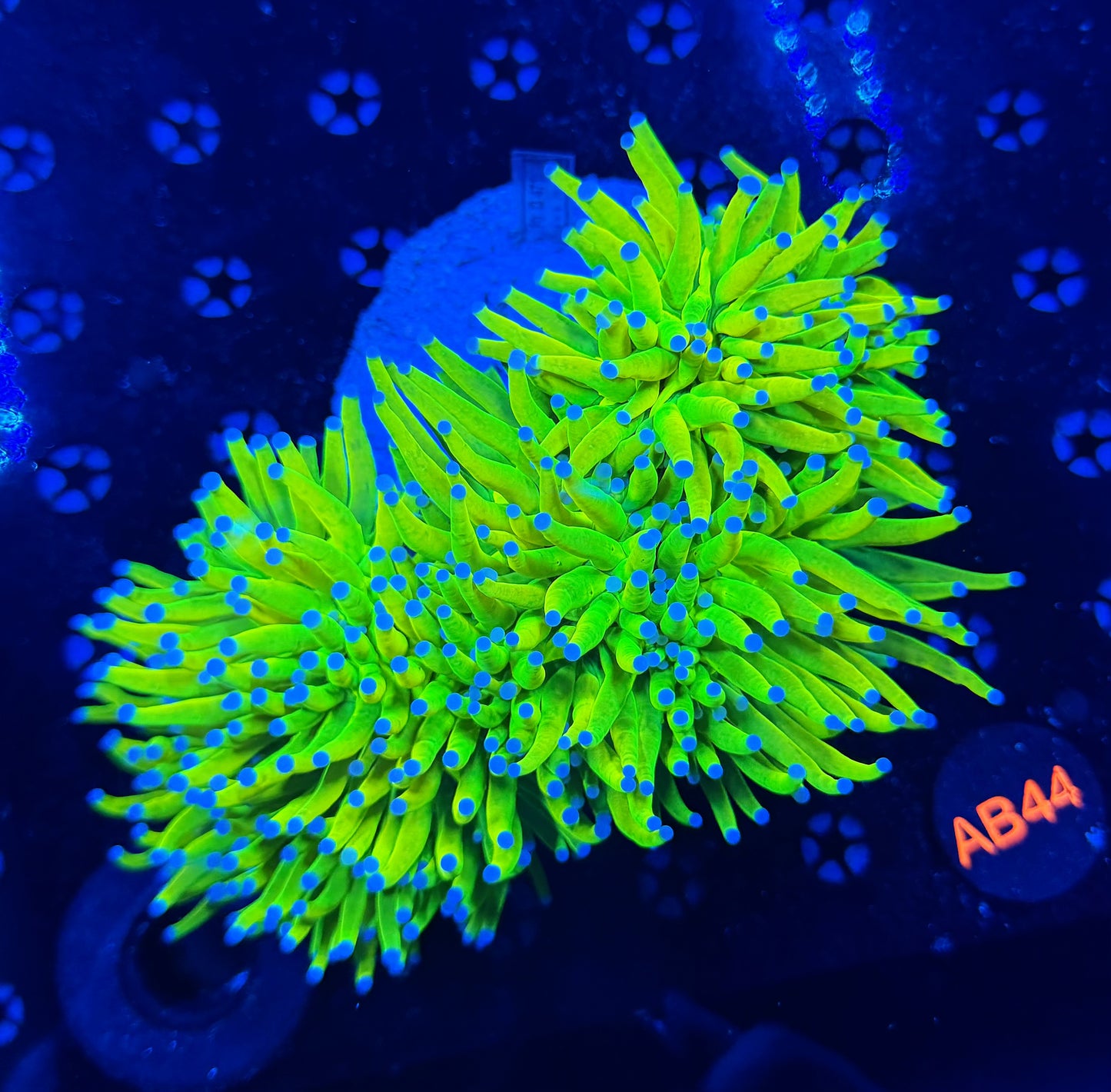 OG HG 4 heads colony