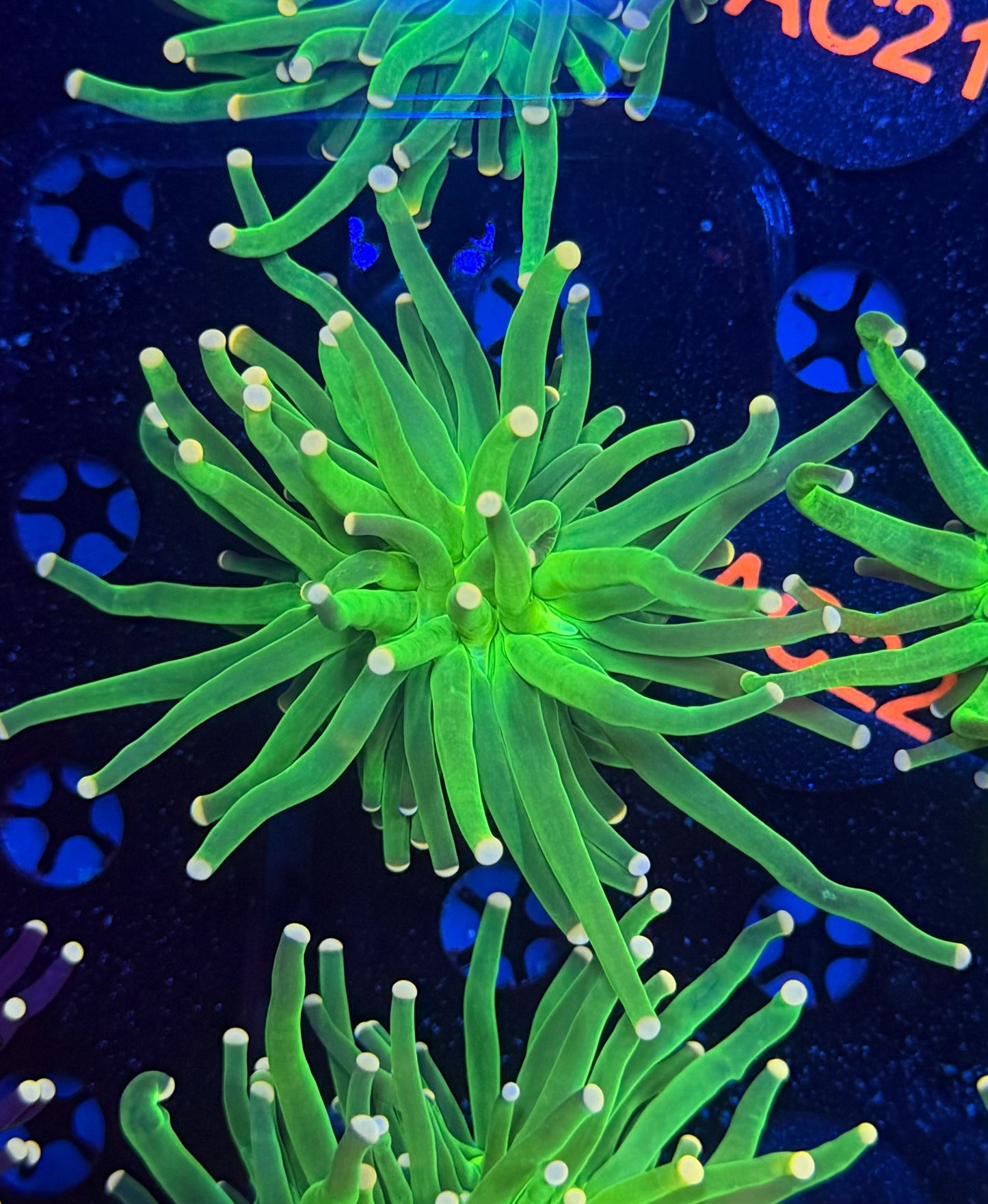 Cotton candy