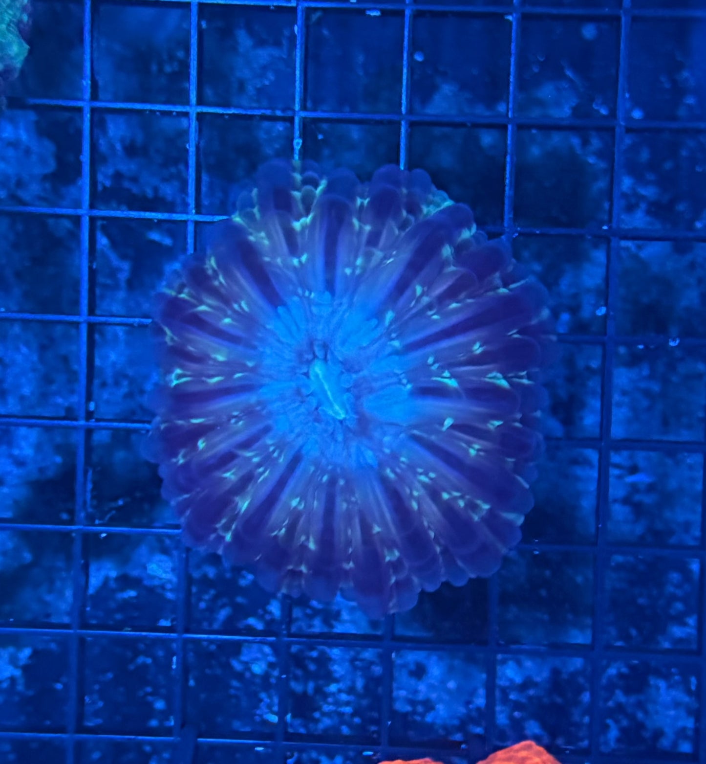 Unique Cynarina