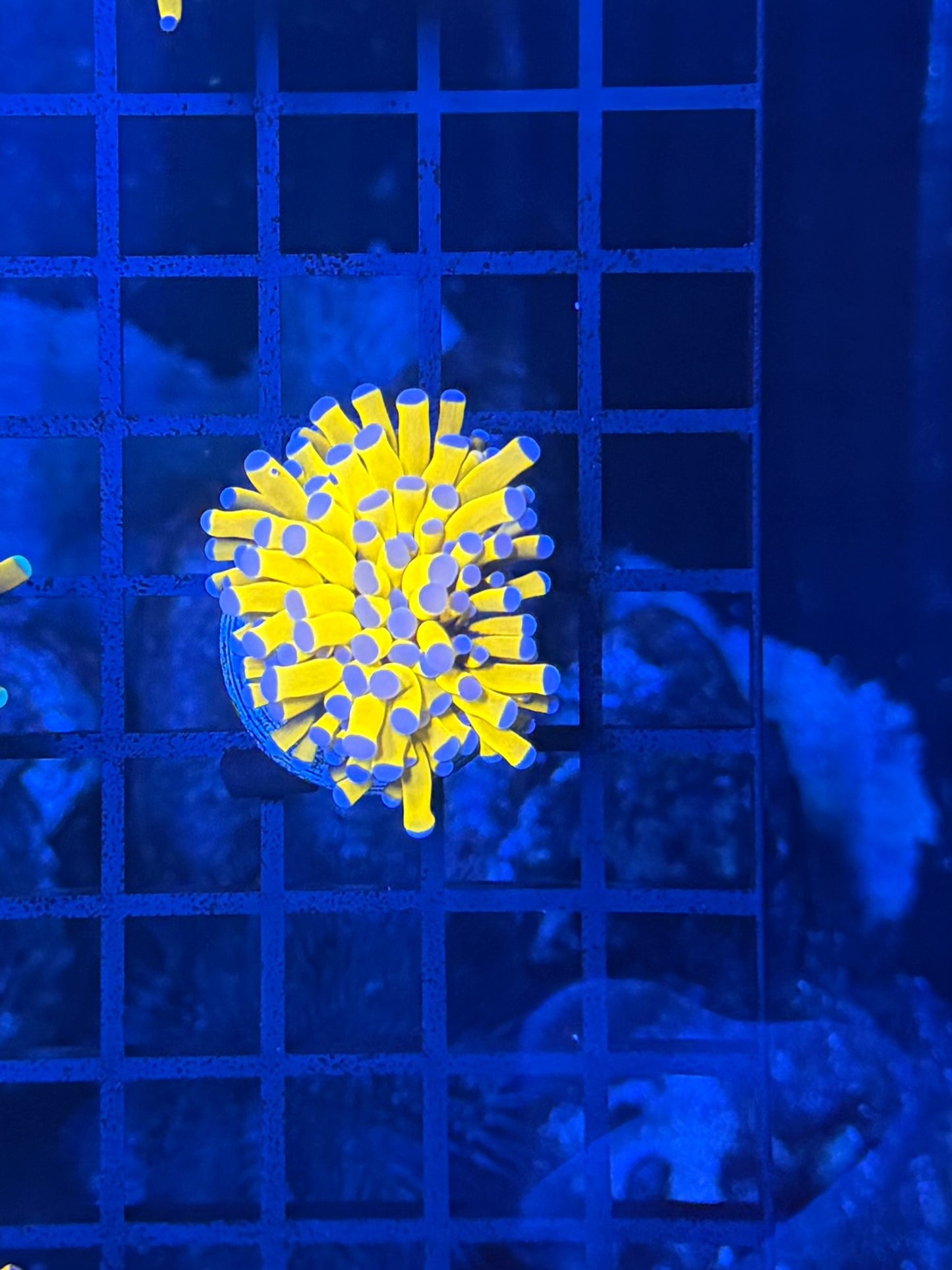 Malay tartar gold