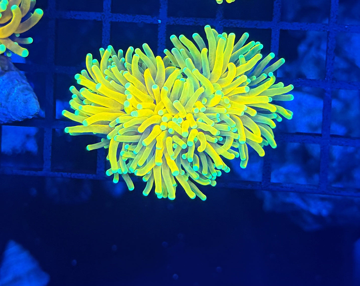 Rare Malay whole yellow torch large