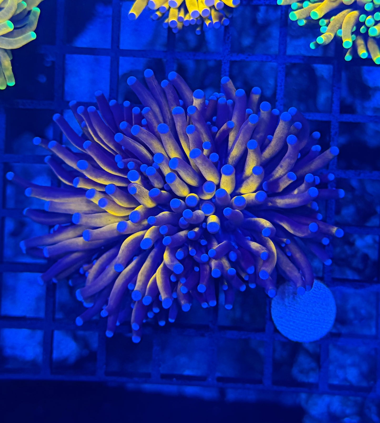 Dark tartar gold large