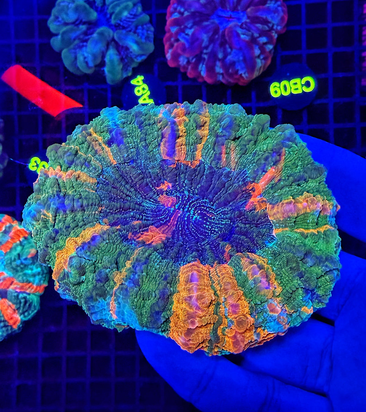 Ultra Rainbow acantho