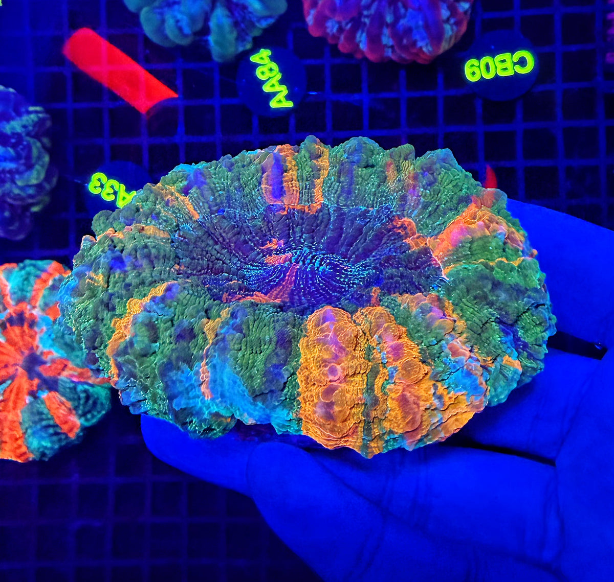 Ultra Rainbow acantho